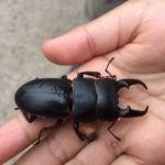 ヒラタクワガタ