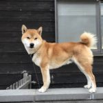 ありがとうございました！